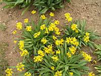 Ail dore, Allium moly (fam Liliacees) (Europe meridionale) (1) (Photo F. Mrugala)